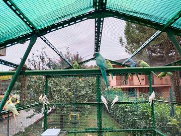 Parrocchetti dal collare (già sessati)