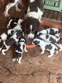 Springer spaniel