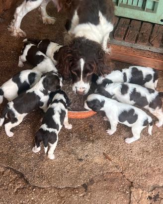 Springer spaniel