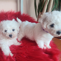 Cani Cuccioli Dog Taglia PICCOLA e MEDIA Pedigree