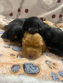 Cuccioli di cocker spaniel con Pedigree Enci