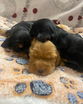 Cuccioli di cocker spaniel con Pedigree Enci