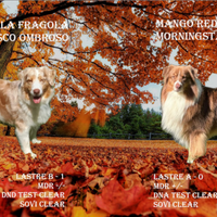 Cuccioli di Pastore Australiano - Australian Sheph