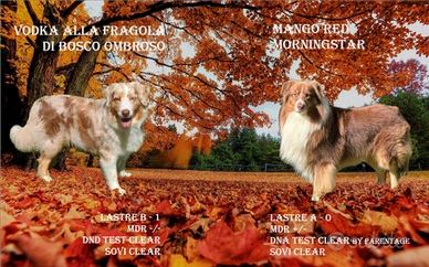 Cuccioli di Pastore Australiano - Australian Sheph