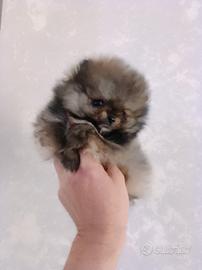 Cuccioli volpino Pomerania