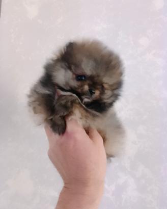 Cuccioli volpino Pomerania