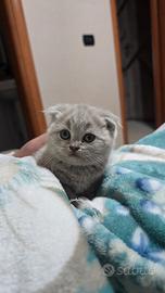 Scottish fold lilak