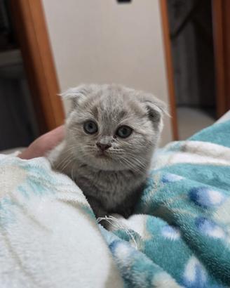 Scottish fold lilak