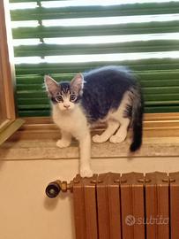 Artemisa gattina 2 mesi