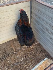Araucana galletto