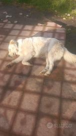 Cuccioli maremmani