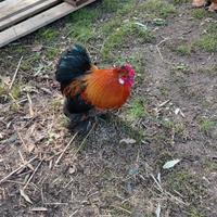 Galletti cocincina nana