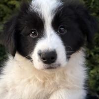Cuccioli Border Collie con Pedigree