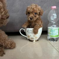 Barboncino fulvo red mini toy