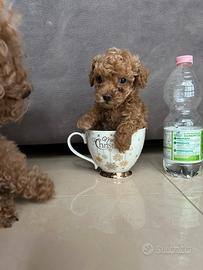 Barboncino fulvo red mini toy