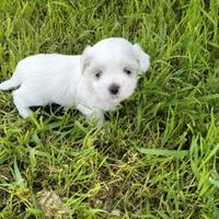 Cuccioli di maltese mini toy