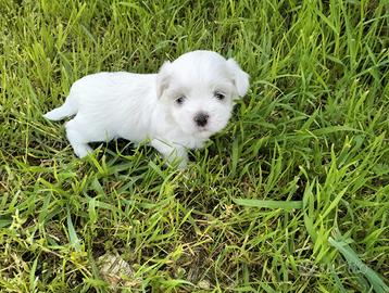 Cuccioli di maltese mini toy