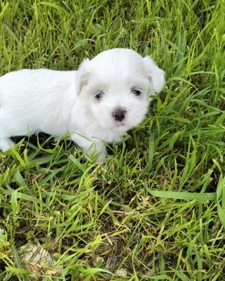 Cuccioli di maltese mini toy