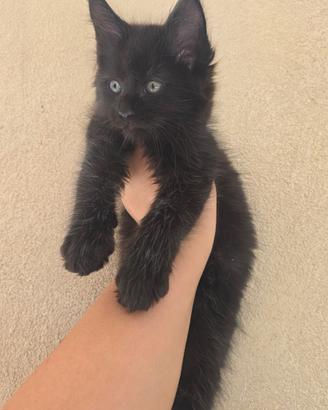 Ultimi cuccioli pronti subito 2 mesi