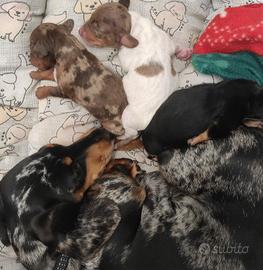 Cuccioli di bassotto di vari colori