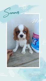 cavalier King