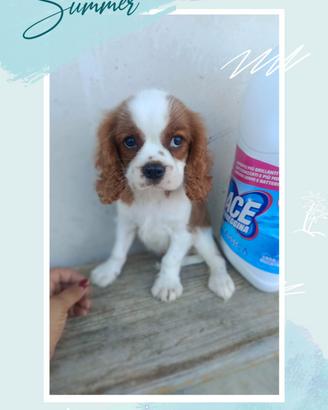 cavalier King