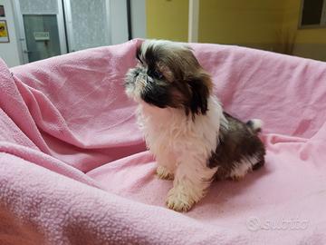 Cuccioli di shih-tzu
