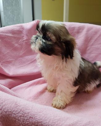 Cuccioli di shih-tzu