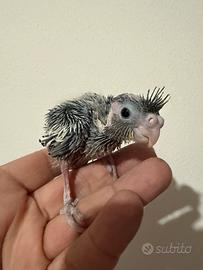 Pappagalli Calopsite