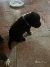Cuccioli staffordshire bull terrier