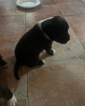 Cuccioli staffordshire bull terrier