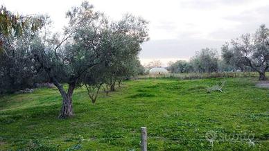 Terreno di 65 m² a Tuscania