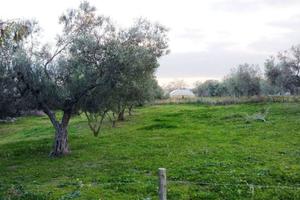 Terreno di 65 m² a Tuscania
