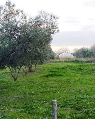 Terreno di 65 m² a Tuscania