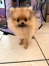 Spitz tedeschi Pomerania