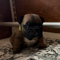 Cane bulldog francese