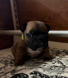 Cane bulldog francese