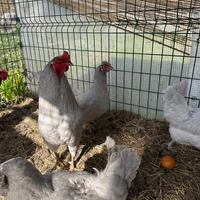 Coppie e pulcini araucana inglese lavanda
