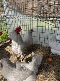 Coppie e pulcini araucana inglese lavanda