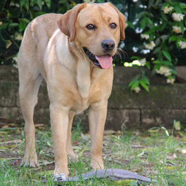 Labrador Retriever americano per monta (