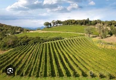 Terreno con vigneto