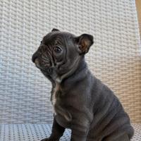 Bulldog francese