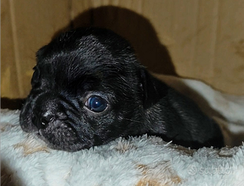 Bulldog Francese