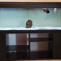 Acquario da 600 litri con mobile dedicato