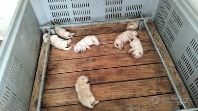 Cuccioli di labrador retriever
