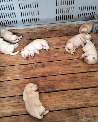 Cuccioli di labrador retriever