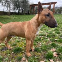 Mini bull terrier maschio per accoppiamento