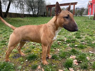 Mini bull terrier maschio per accoppiamento