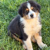 Cucciolo pastore australiano