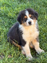 Cucciolo pastore australiano